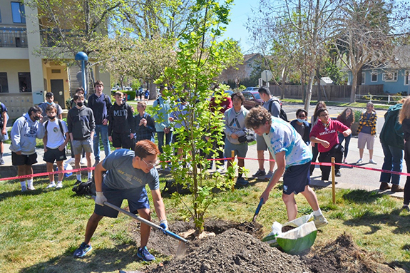 Picture of Bellarmine College Preparatory students planting a tree in a yard.