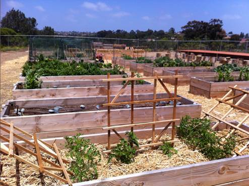 Encinitas (Green Ribbon Schools) - Raised planter beds at the District's Ocean Knoll Educational Farm.