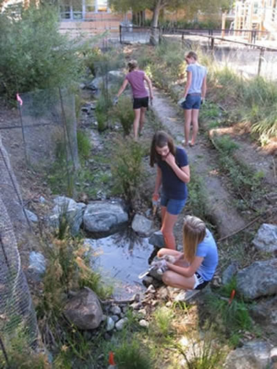 This is a photograph of students from Marin Country Day School monitoring the creek that goes through campus.