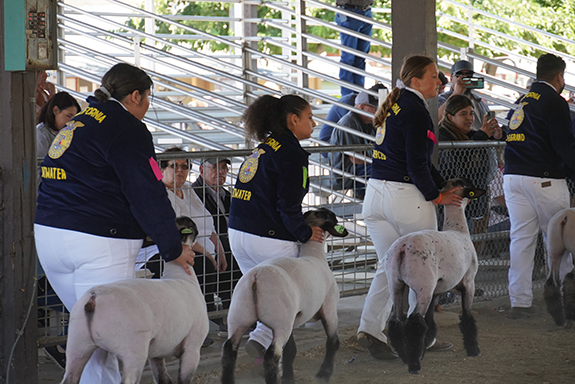 Picture of Future Farmers of America students.