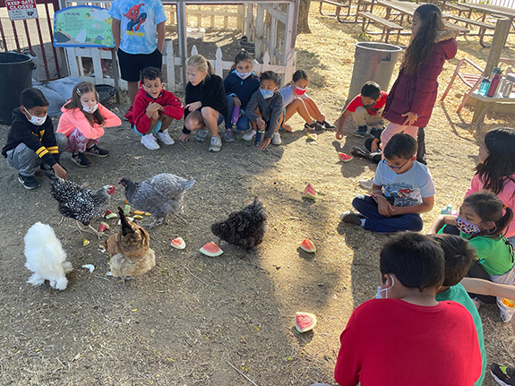 Kids in Suisun valley watching chickens eating food as part of the farm to fork cycle.